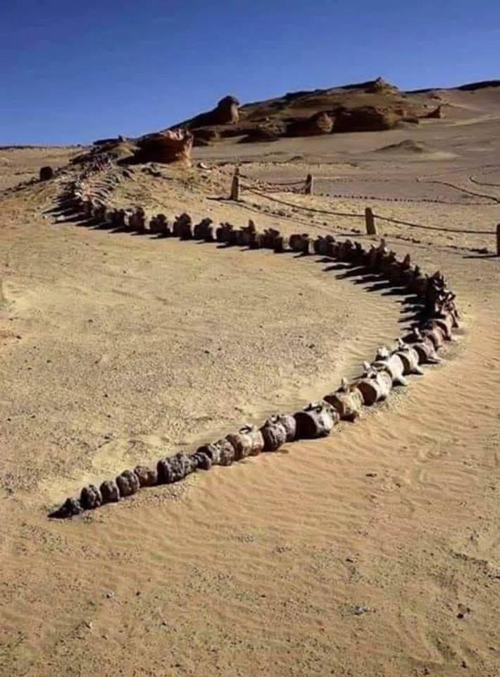 Скелеты сахары. Долина китов Вади-Аль-хитан. Пустыня Вади Аль-хитан. ) Вади-Аль-хитан («Долина китов») - местонахождение окаменелостей (2005. Долина китов в Египте.