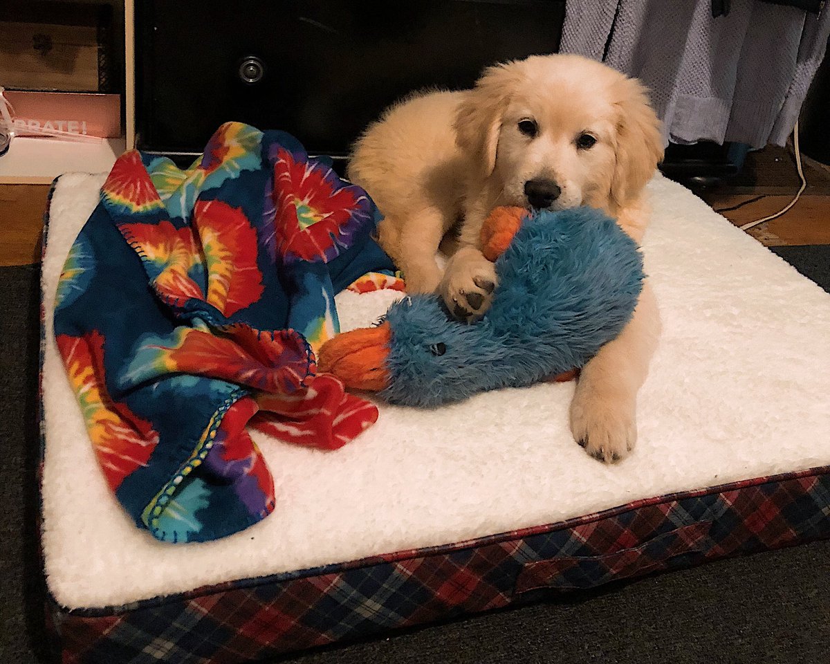 emma_burdick's tweet photo. @dog_feelings Cañon’s favorite duck 💙 https://t.co/C0frqTyJyA