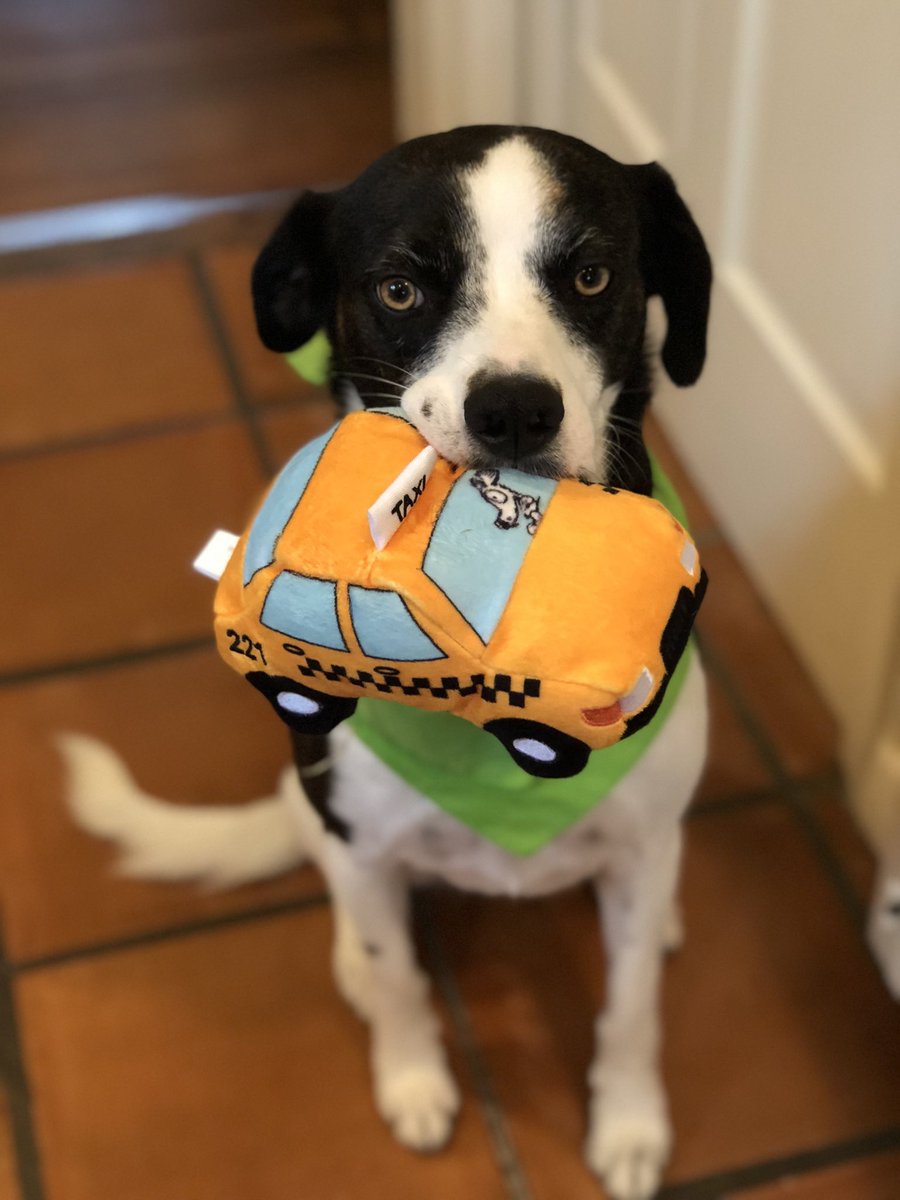CuzCrypto's tweet photo. @dog_feelings “This is my Taxi cab fren” https://t.co/hfGEQSGwxh