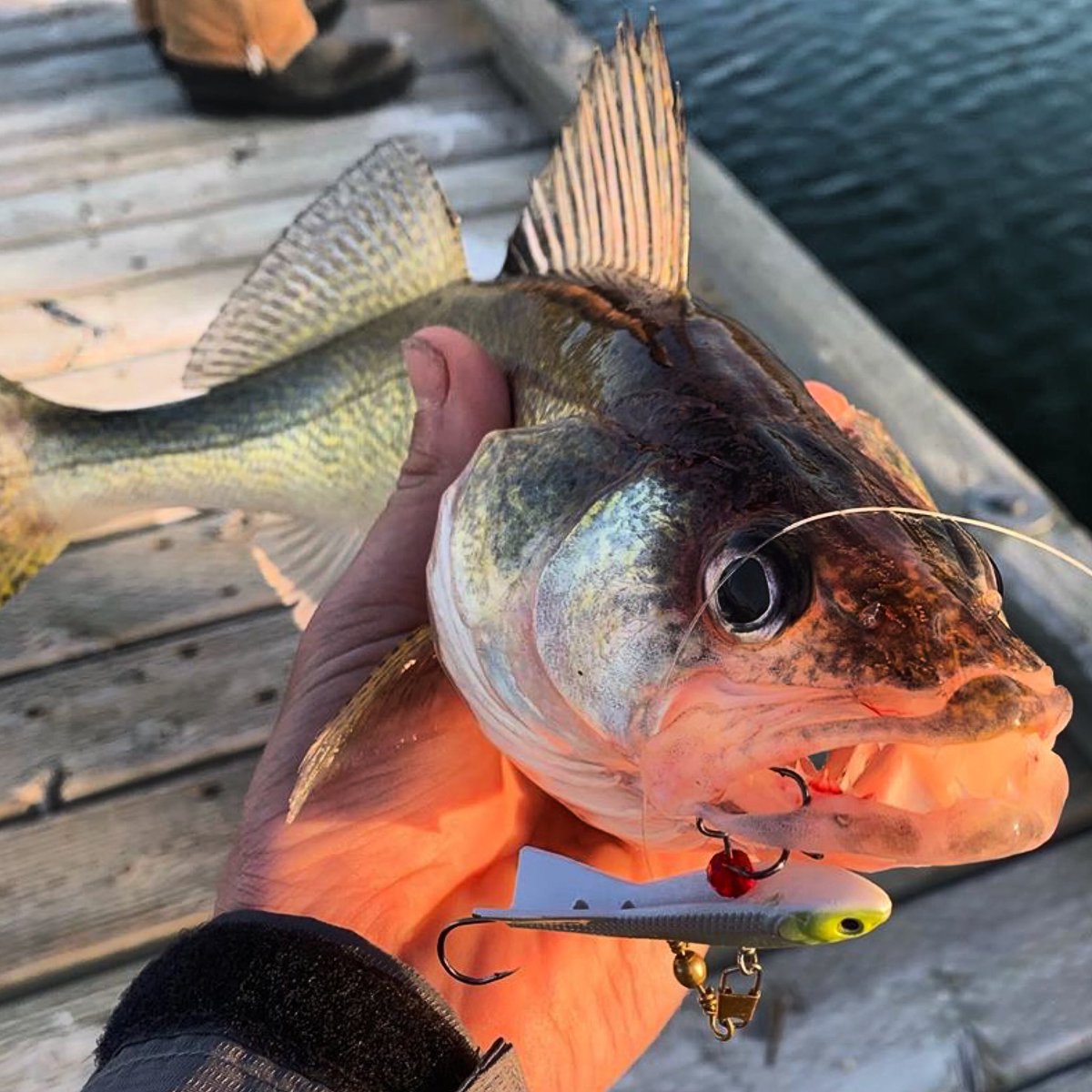 Turnback Shad fishing from the Dock... 😳 💥 💥 
📸 @kjffishing 
#walleyefishing #docktalk #freedomtackle   #turnbackshad #jigging #ftc