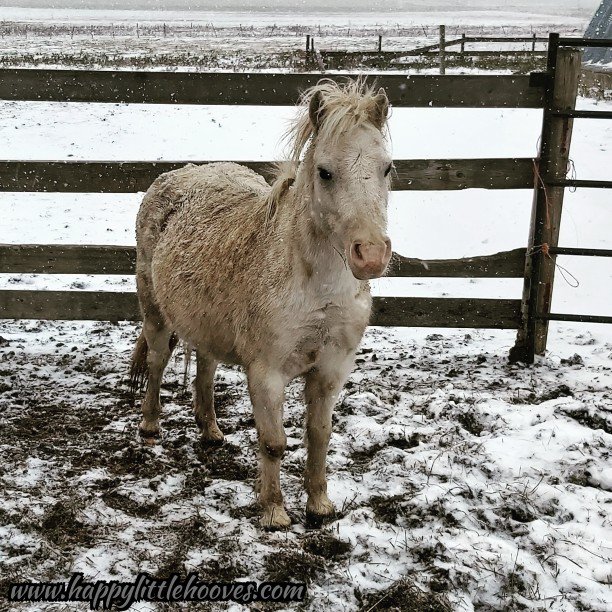 HoovesHappy's tweet photo. I think we all feel the same way about this weather as Gussy does ... #happylittlehooves #gusgusthepony #earlofgussiford #grumpypony #notreadyforwinter #angryfluffball #ponyhour #minihorses #horses #ponies #minihorse #sillypony https://t.co/vsrqSyAbdc