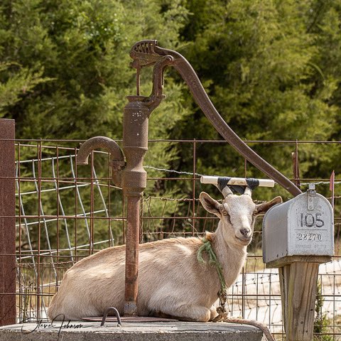 StevesCamera's tweet image. Somebody got your goat... no clue why they have the pvc taped to the horns.  Amish farm in MD
