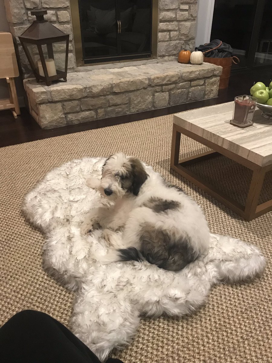 Pretty sure my dog has a cooler bed than me lol <a href="/treatadog/">Treat A Dog</a> #rufflyfe