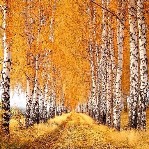 arborsmarty's tweet image. 