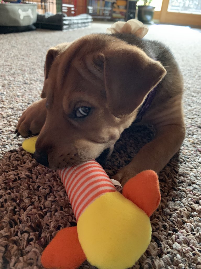 ashlynne17's tweet photo. @dog_feelings This thread is why I use Twitter https://t.co/8MoOTAsWM1