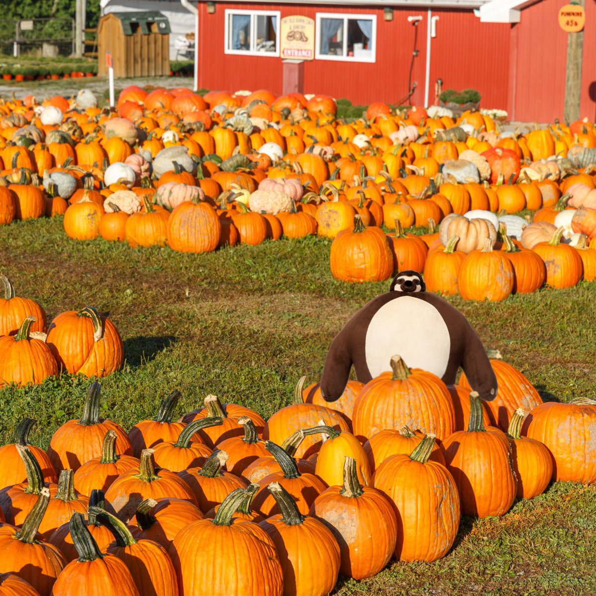 Heep has gone pumpkin picking. 