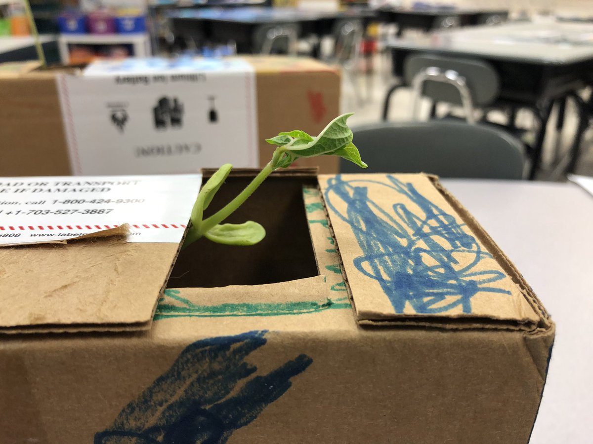 KiserClass's tweet image. We peaked inside our bean mazes today to make observations. Our plants are CHANGING to get the sunlight they need to survive. Notice how they found a way around the obstacles in order to survive. #WeAreMidview #ObservingCHANGE #STEM