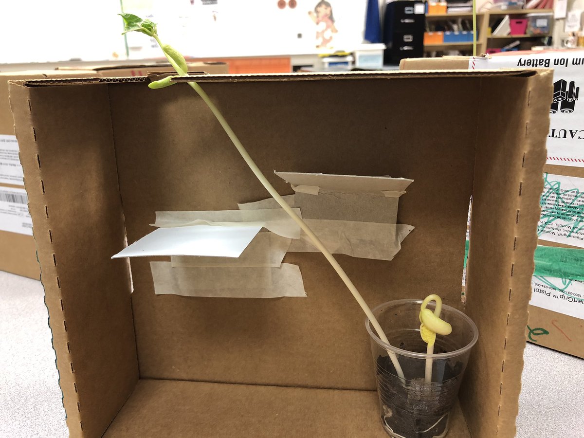 KiserClass's tweet image. We peaked inside our bean mazes today to make observations. Our plants are CHANGING to get the sunlight they need to survive. Notice how they found a way around the obstacles in order to survive. #WeAreMidview #ObservingCHANGE #STEM
