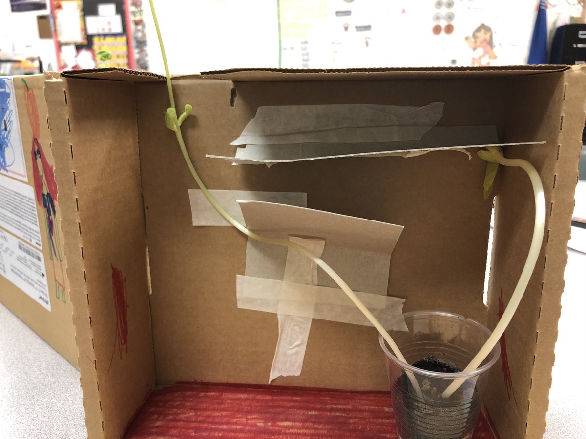 KiserClass's tweet image. We peaked inside our bean mazes today to make observations. Our plants are CHANGING to get the sunlight they need to survive. Notice how they found a way around the obstacles in order to survive. #WeAreMidview #ObservingCHANGE #STEM