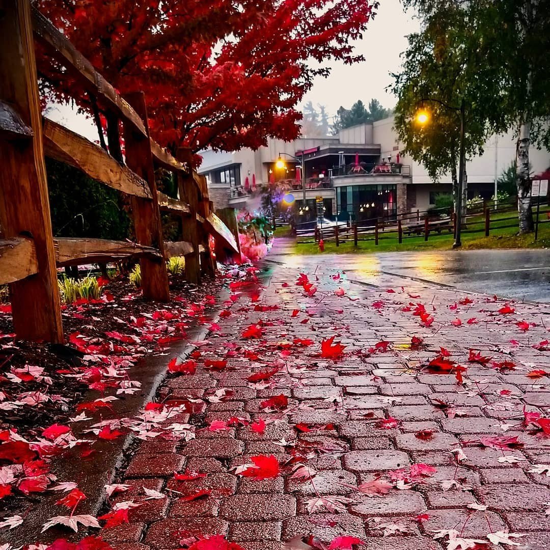 Who said rainy days weren't colorful?
Photo Credit: crendino via Instagram
#fallfoliage // #iloveny // #visitadks