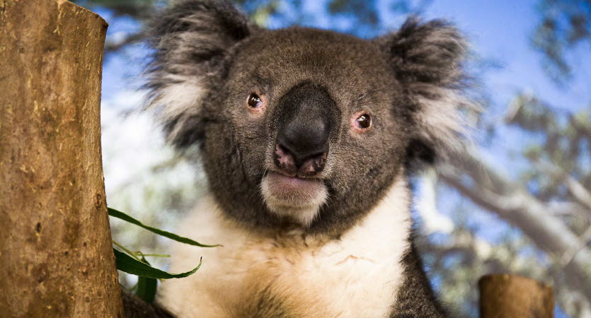 AustVetAssoc's tweet photo. How can you help injured wildlife this season? ❗ Make sure you always check the pouch. | https://t.co/eU7hLcSki8 @WIRES_NSW https://t.co/OpZyq0FYdq