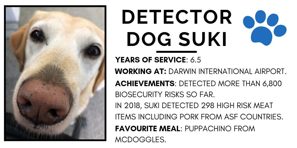 senbmckenzie's tweet photo. Detector Dog #Suki is on duty at the Darwin International Airport! Suki has an illustrious career spanning the International Airport and Mail Gateway in Sydney, and Norfolk Island. In her duties she has found over 6,800 #biosecurity risk items. #ASF #biosecurityrisks @DeptAgNews https://t.co/0qDm4F4IND