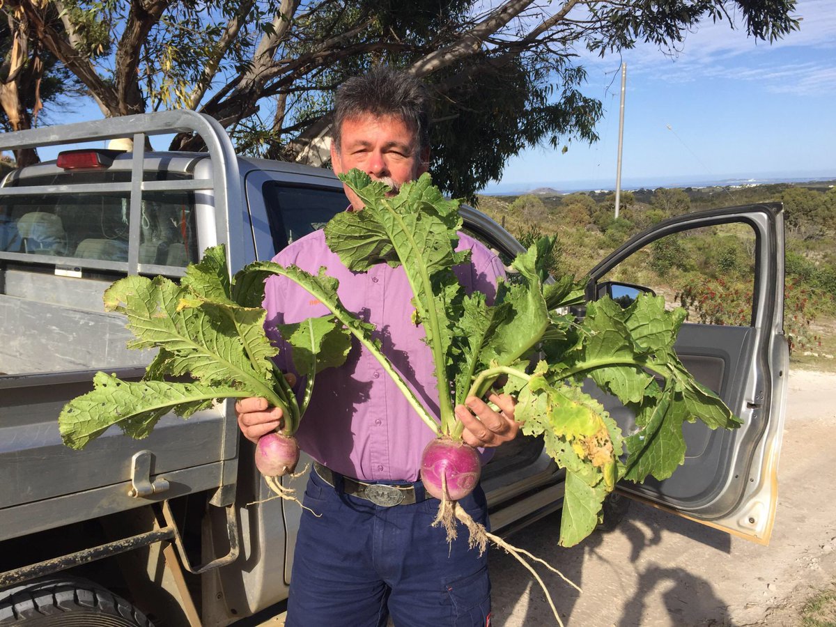 floyds63's tweet photo. Theo Oorshot Esperance Rural agro with impressive big nods! Dynamo Turnip in a mix of ryegrass & oats, to finish off lambs. Your lamb already pre basted in veggies @ASHEEP_Inc #showusyournods #asheep https://t.co/0Jnnc6X1RQ