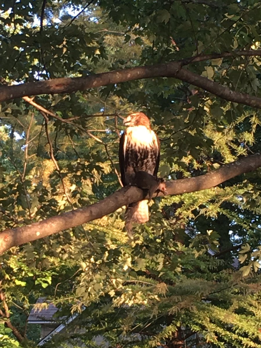CoachTaylor53's tweet image. This guy landed in a tree in our backyard with a 🐿 in his talons while we were hanging out on our deck. Gotta be a sign of things to come, right? #FullTilt #State #Dontbeasquirrel @PGHSHawks @dctf