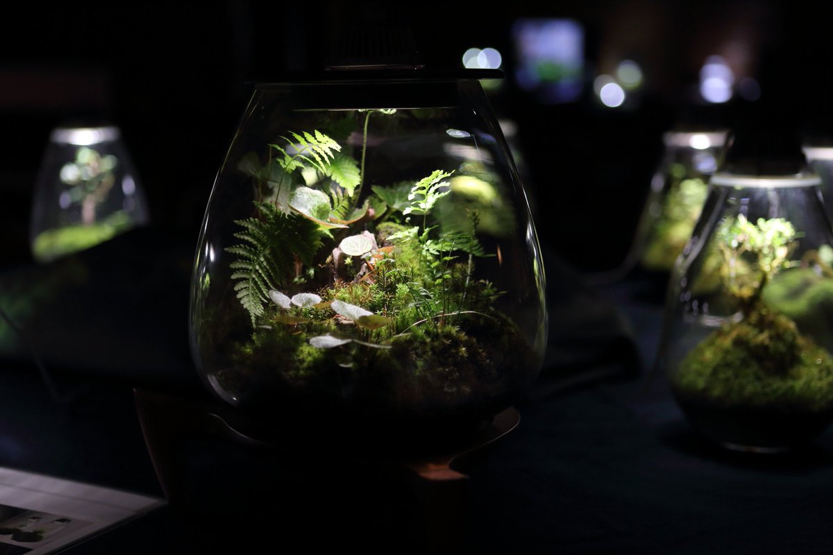 ikiterasu's tweet photo. 【IKITERASU展示作品紹介】
「Mosslight-LED 」照明付コケテラリウム
@mosslight1955

IKITERASU展は明日、10月11日(金)まで！
お見逃しなく！！
開場時間14:30 ～ 21:00

#IKITERASU　#いきてらす https://t.co/ZQcXlY9SR9