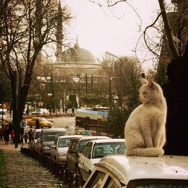 UltimaLlamada_'s tweet photo. Gato blanco, tarde gris, y detrás la mezquita Azul (o mezquita de Sultan Ahmet)
Esto no pretende ser un juego de palabras, sino apenas un recuerdo de esta ciudad tremendamente hermosa que es Estambul.
.
#tbt #estambul #turquia #Istambul #turkey #sultanah… https://t.co/T1CPhbnAij https://t.co/RamkT69VPw