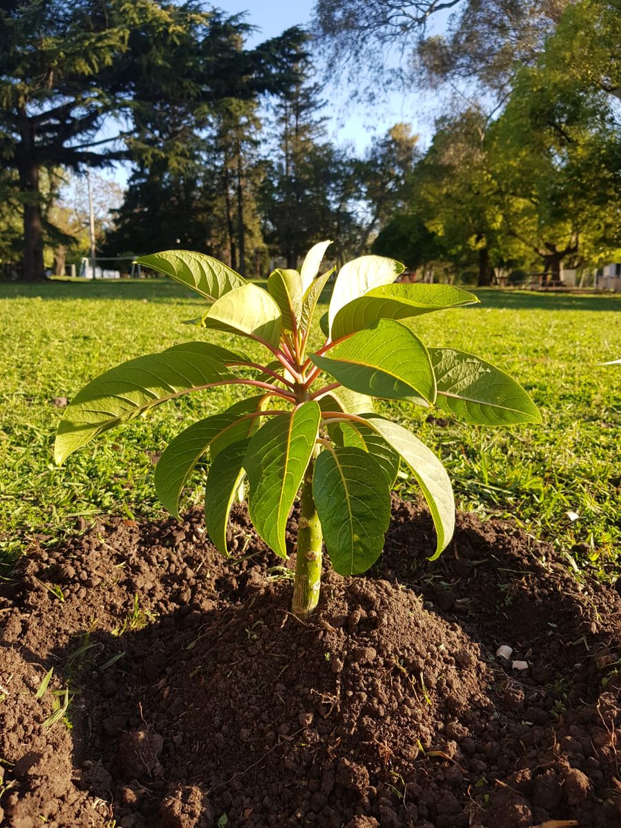 Gracias a la donación de Maxi Bocchino que junto a Leandro de Guardianes trabajó para plantar un ombú, dos palmeras, cuatro kiris, un áloe vera y cuatro bignognias. Seguimos trabajando por un country cada día más hermoso! 
#GuardianesDelCountry