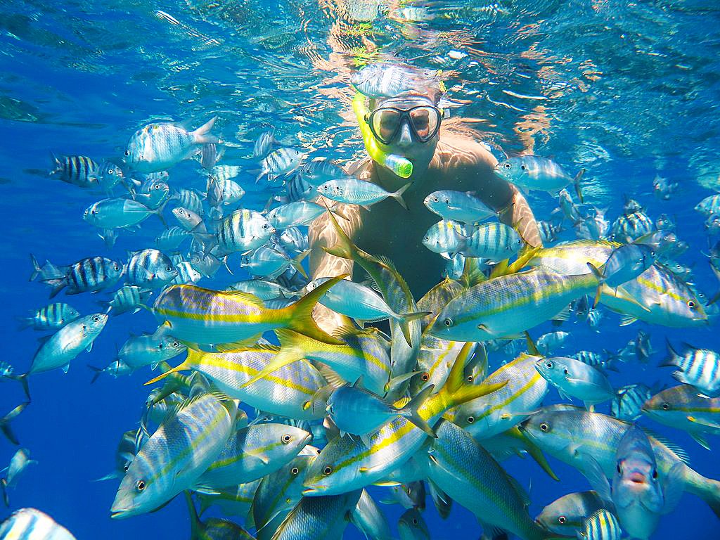 DRgotsoul's tweet photo. Discover Puerto Plata
SeaPro Divers
https://t.co/hZQFDMjtlh

#SeaProDivers  #Snorkeling 🌊🐟🇩🇴
#Scubadiving  #AquaAdventures   
#ThingsToDoInPuertoPlata  #DominicanSoul https://t.co/Z1M8DB7j0z