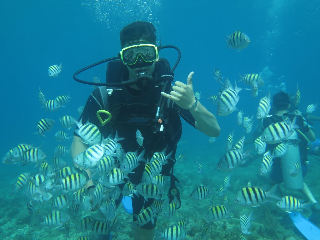 DRgotsoul's tweet photo. Discover Puerto Plata
SeaPro Divers
https://t.co/hZQFDMjtlh

#SeaProDivers  #Snorkeling 🌊🐟🇩🇴
#Scubadiving  #AquaAdventures   
#ThingsToDoInPuertoPlata  #DominicanSoul https://t.co/Z1M8DB7j0z