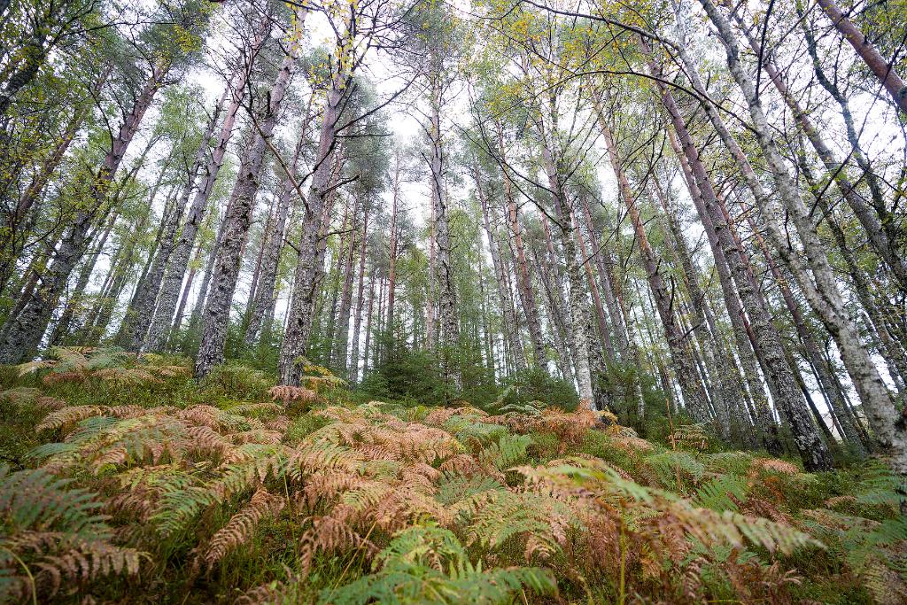 🌳 1 million trees 🌳 over 5 years Together with @forestryls we're ...