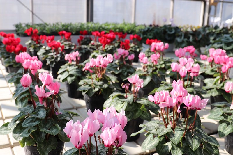 公財 東京都農林水産振興財団 على تويتر 10月26日 土 開催 東京農林水産フェアでシクラメンの葉組みに挑戦しよう 葉組み は冬に美しいシクラメンを楽しむための大切な作業です 研究員が丁寧に指導しますので お子様でも参加できます 詳細はhttps T Co