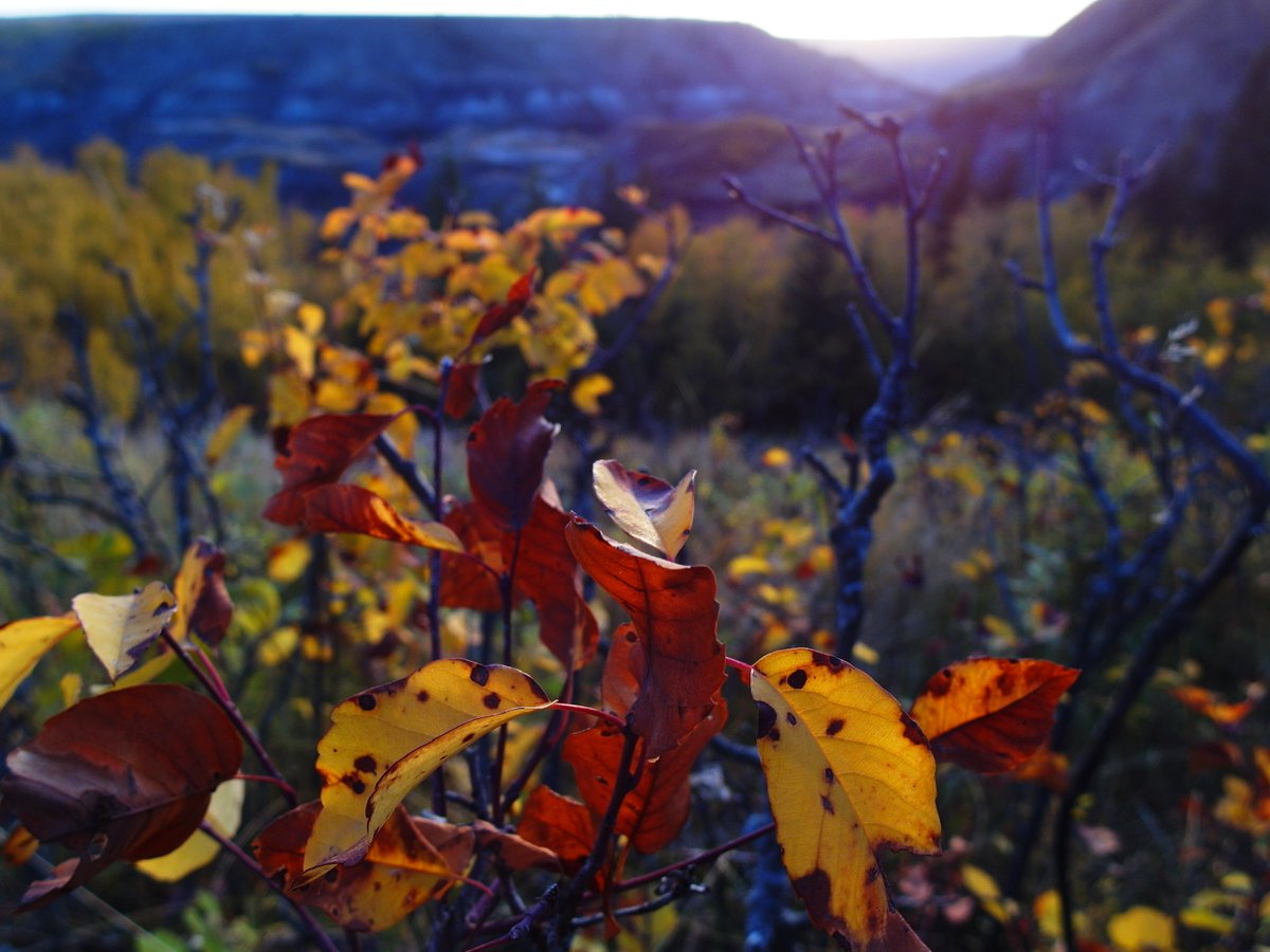 FlatlanderHank's tweet image. Got some pics on #October 6th @KyleTWN, but let me tell ya - The hands-down winner for #mostdifficult #badlands #terrain I've ever encountered is...  #DryIsland #ProvincialPark!! 😂