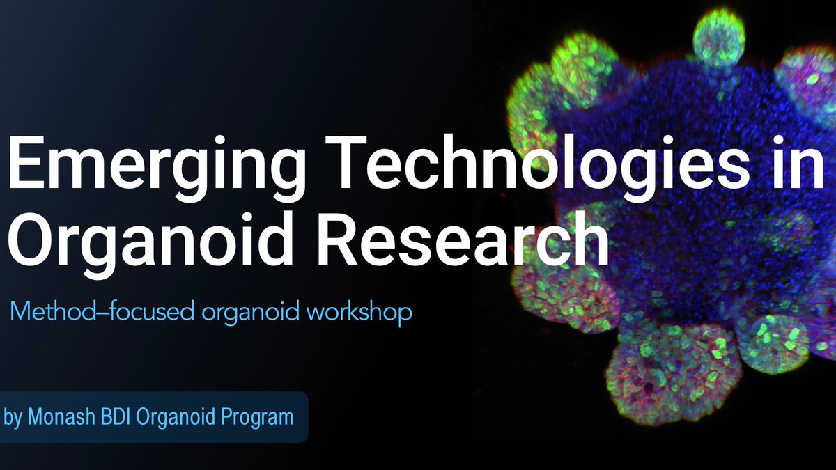 Monash BDI Organoid Program tweet media