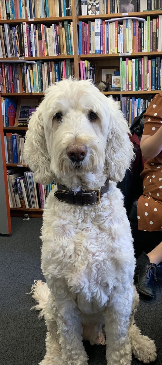 When will this bloody dogtorate be good enough for you?! ⁦<a href="/AnthroDogs/">Dogs of Anthropology</a>⁩