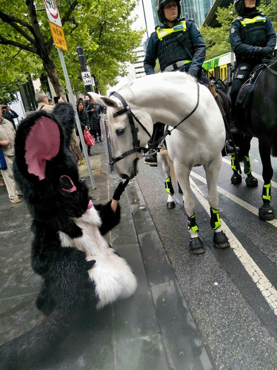 jillyfrees's tweet photo. MAGICAL MOMENTS: @LeadbeatersPoss &amp; @swoopglideyglid #GreaterGlider meet horses. Because. #ClimateEmergency is already decimating #biodiversity. #Logging mature #CentralHighlands forests must STOP. Transition to plantations &amp; #RefuseReflex 
#forestsforcarbon #ExtinctionRebellion https://t.co/eZ1VfR38jX