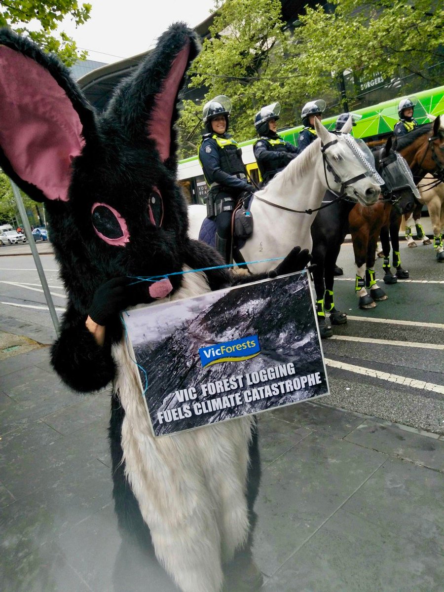 jillyfrees's tweet photo. MAGICAL MOMENTS: @LeadbeatersPoss &amp; @swoopglideyglid #GreaterGlider meet horses. Because. #ClimateEmergency is already decimating #biodiversity. #Logging mature #CentralHighlands forests must STOP. Transition to plantations &amp; #RefuseReflex 
#forestsforcarbon #ExtinctionRebellion https://t.co/eZ1VfR38jX