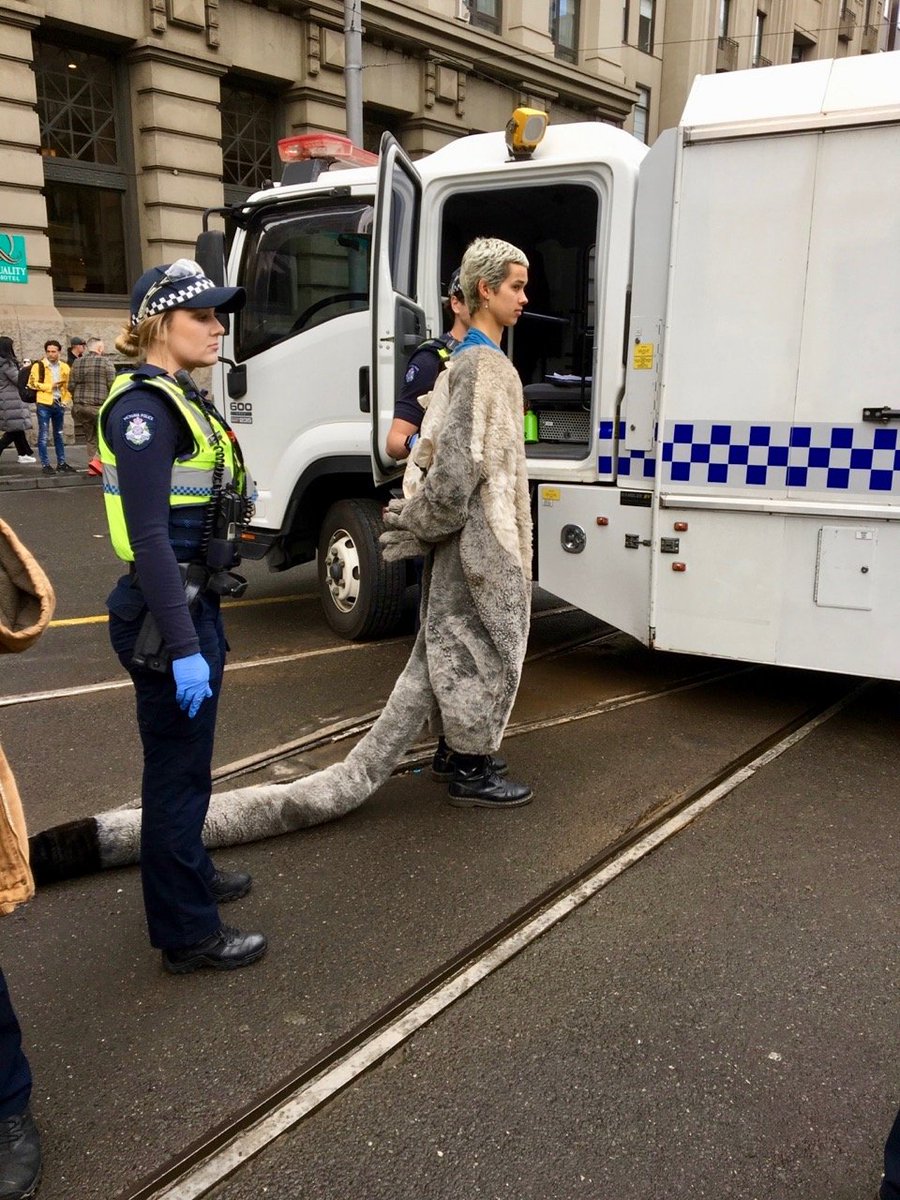jillyfrees's tweet photo. MAGICAL MOMENTS: @LeadbeatersPoss &amp; @swoopglideyglid #GreaterGlider meet horses. Because. #ClimateEmergency is already decimating #biodiversity. #Logging mature #CentralHighlands forests must STOP. Transition to plantations &amp; #RefuseReflex 
#forestsforcarbon #ExtinctionRebellion https://t.co/eZ1VfR38jX