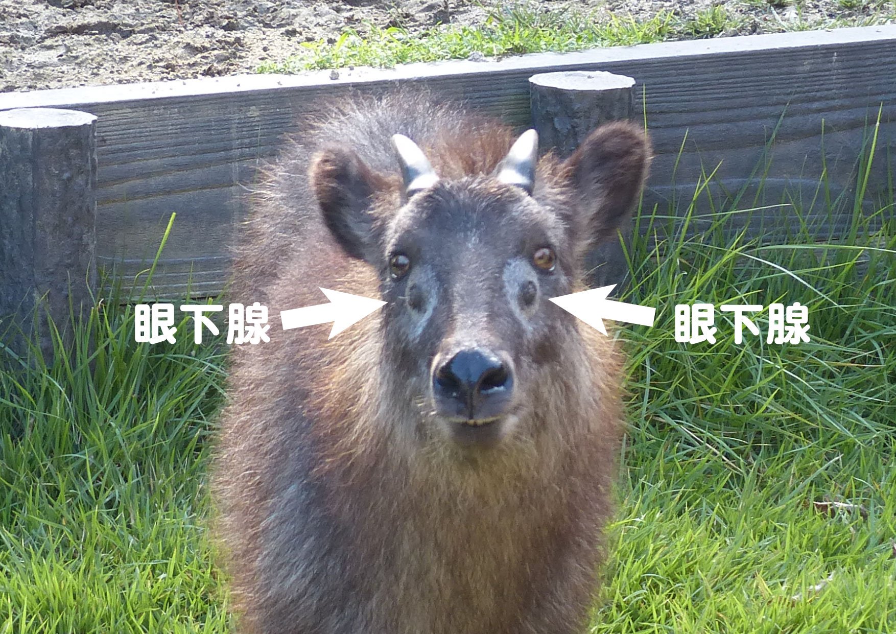 上野動物園 公式 しかし この2つは目ではなく 眼下腺 においの強い液を分泌するところ