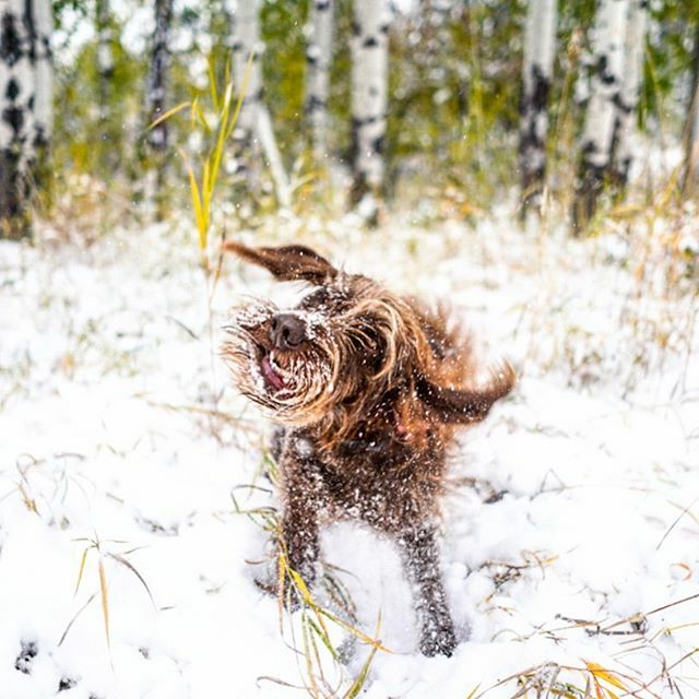 epetersenphoto's tweet photo. Might as well just grin and bear it.
•
#snowpocalypse #montana #snowstorm #blizzard #birddog #gusthepudelpointer #pudelpointer #montanalife #dog #dogs #upland #dogsofinstagram #birddog #hunt #pointingdogs https://t.co/wV6VFsq5xW https://t.co/6mUZ5Ta9hn