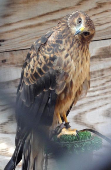 Migrating Raptors Cruise Through The Borderlands