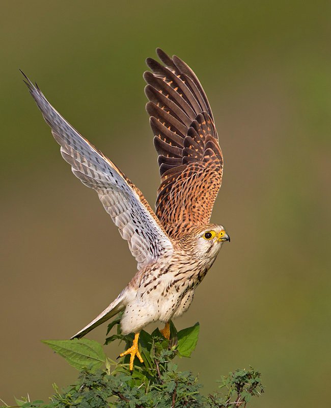ebresorts's tweet photo. What would you consider the greatest virtue of a species whose very name conjures up visions of high-speed diving attacks? Certainly not motionlessness, but that’s exactly what makes the Kestrel stand apart from all other raptors.
https://t.co/wCJ90lsKFC
Photograph Kiran Poonacha https://t.co/i0soGJvdJJ