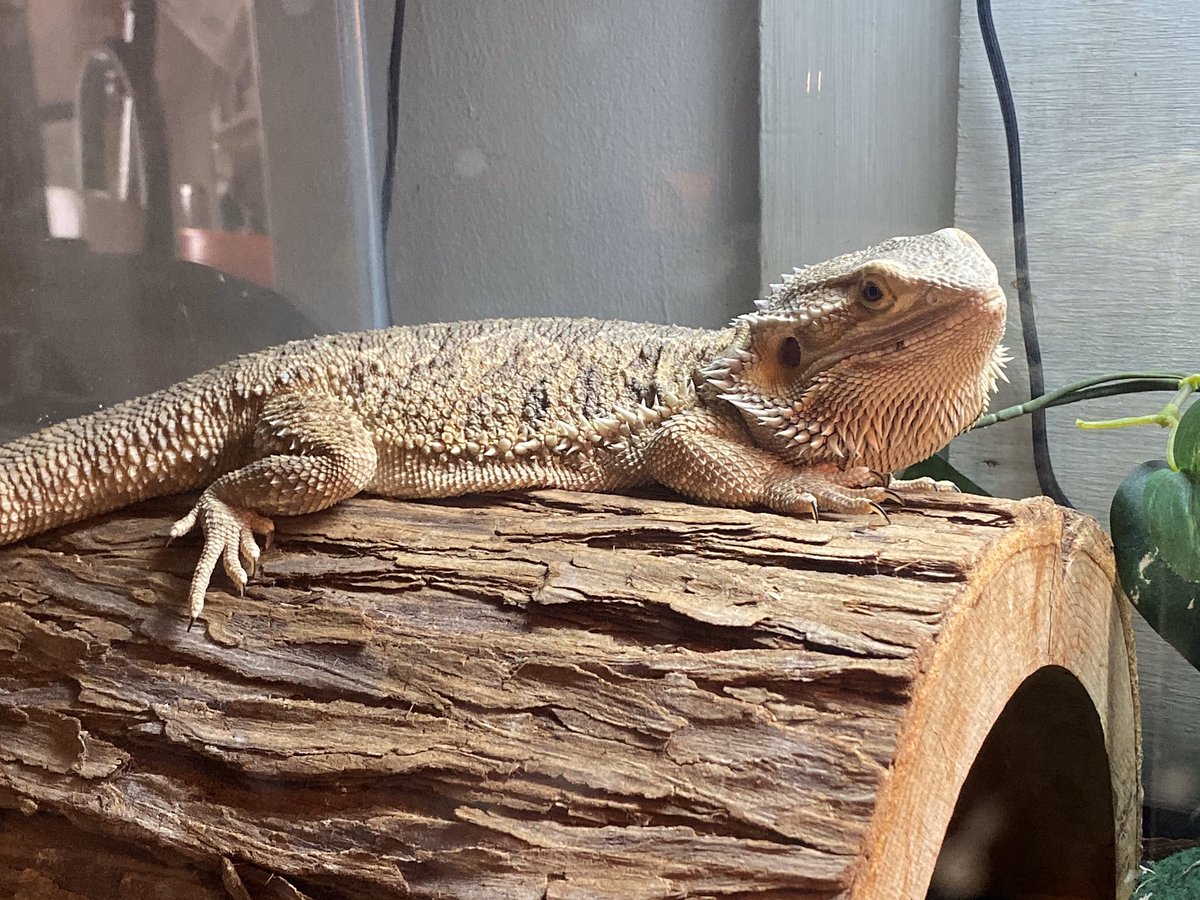 🦎 Bando tweet media