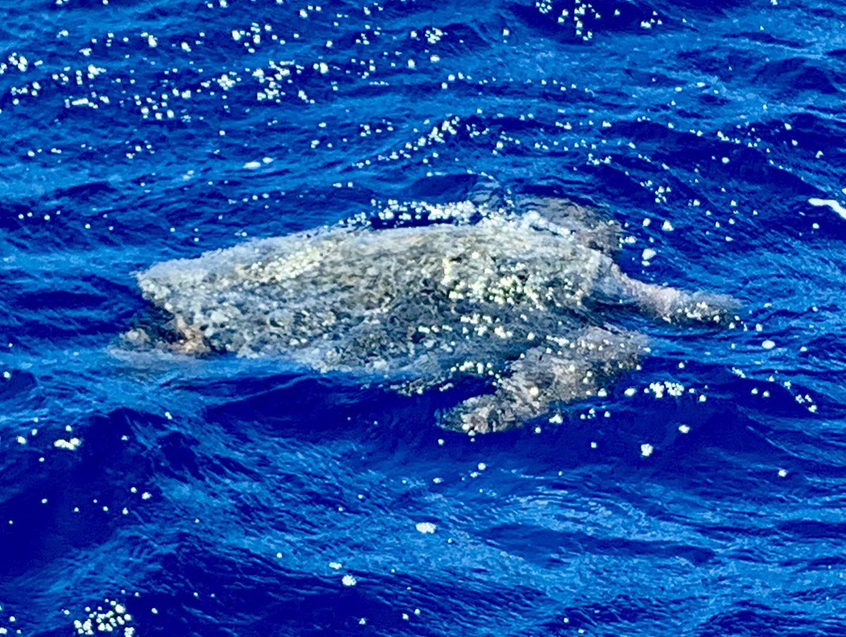 press_aqua's tweet photo. Spotted a sea turtle after our deepsea dive! #hawaiianexpeditions #resurfacingtoo #oceanobsapplied https://t.co/9vbzNaiMJr