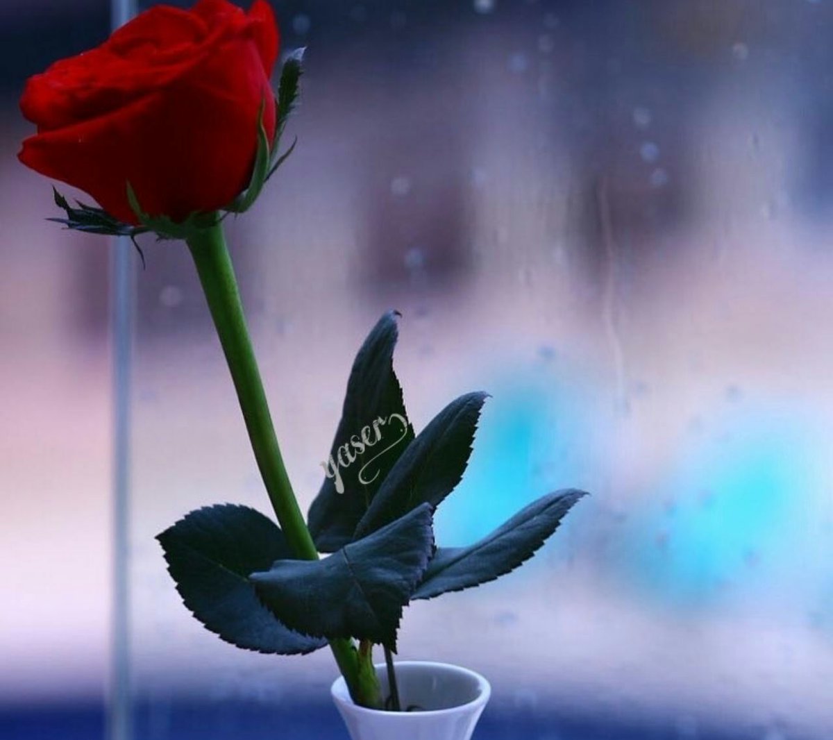 💞
يامنتهى الذوق كلــــمني وخبرني
عن صحتك ياأعز الناس وأغـــلاها

وعن زايد الشـوق طمني وبشرني
وعن المحــبة بقلــبك كيف دنيـاها