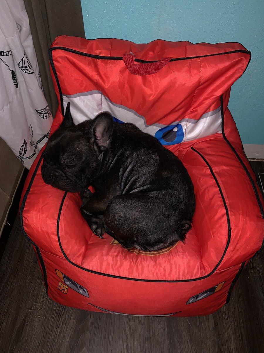 When you buy the toddler a beanbag chair but you have a Frenchie 🥰

#toddlerlife #frenchielife #ilovemyfrenchie