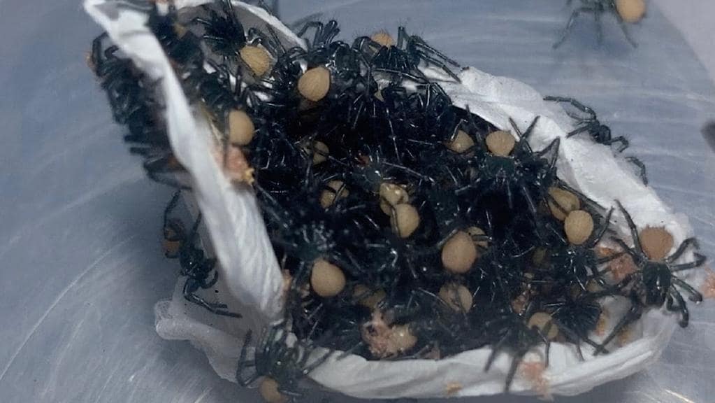 NOW | The Australian Reptile Park has released some terrifying footage of a sea of deadly funnel-webs emerging from an egg sac, ahead of the start of funnel web season.

<a href="/BenFordham/">Ben Fordham</a> speaks to Kane Christensen, Head of Spiders at the Australian Reptile Park.