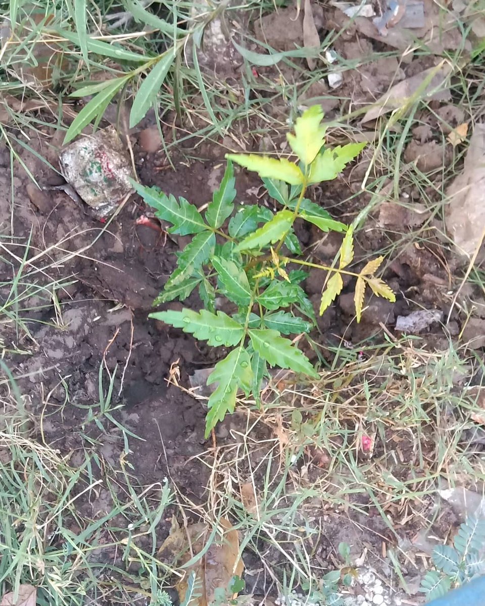 ShivamB45747125's tweet photo. Together we can make our mother earth better place to live. 
Trees for life 🌲🌲🌏
10 done 90 to go..🌲🌲
#mission100 #makedelhigreen
#savetreessaveplanet
@PMOIndia @UNEnvironment @reef_scientist https://t.co/aqtlE07uF1