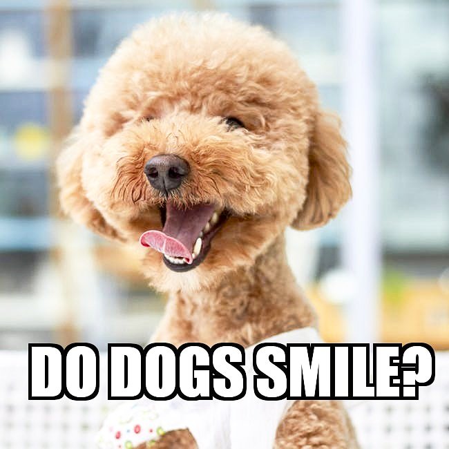 pettmapp's tweet photo. Dogs probably observe their humans smiling at them; they know people smiles are inherently positive and that they can communicate in a friendly manner by miming that behavior
#pettm #smile #pup #puppy #dog #dogsmile #doggy #dogtips #express #cute #photography https://t.co/dZwjTViwhk