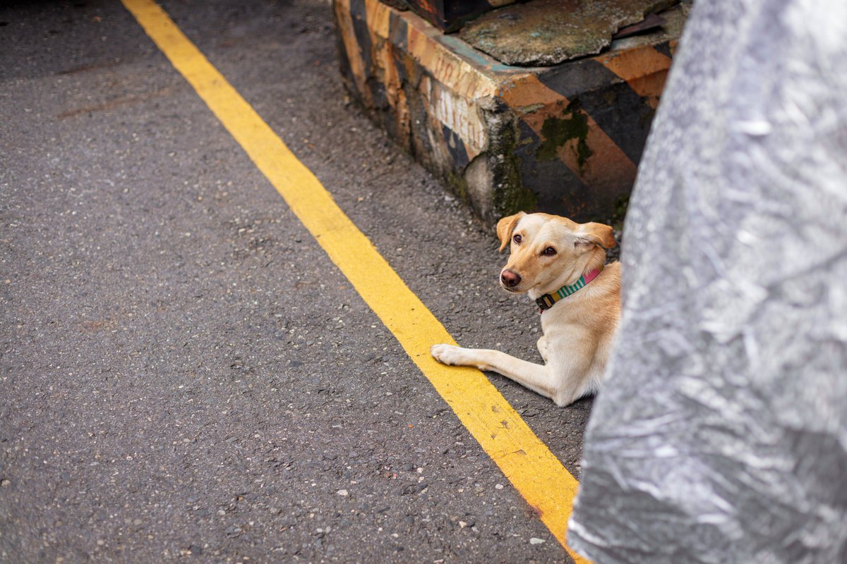 Mt على تويتر Hot Dogs And Cat In Taiwan 熱狗 熱犬 ホットドッグ 英語 Hot Dog は ソーセージを細長いバンで挟んだ食品である 英語の Hot Dogは ソーセージ単体と ソーセージを細長いバンで挟んだ食品との両方の意味を持つ Wikipedia ホットドッグの