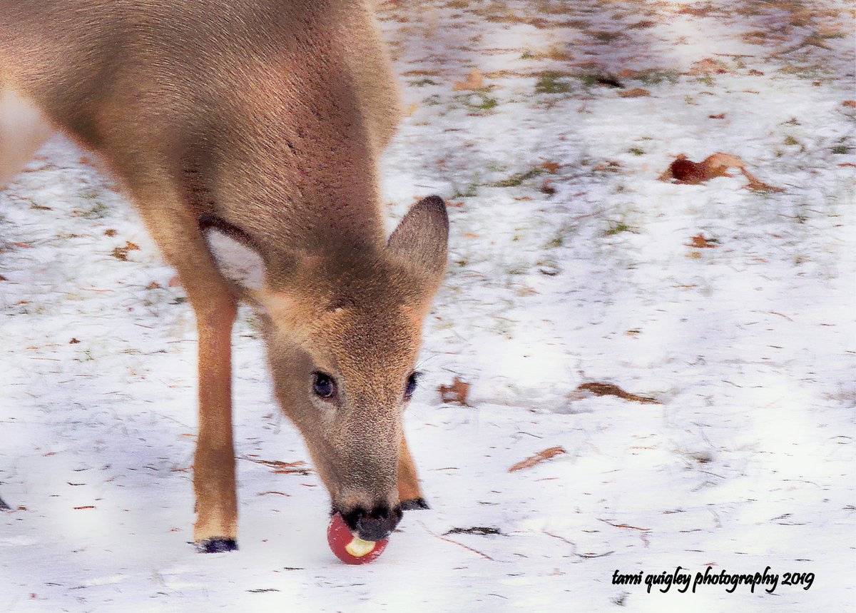 tamitrailscapes's tweet photo. Cute As A Button https://t.co/TUgwtuh6PZ #WildlifeWednesday #deer #buttonbuck #whitetail #wildlife #art #ThePhotoHour #giftideas #onlineshopping #snow #winter #FineArtPrints #ImageLicensing #CanvasPrints #MetalPrints #Decor #LehighValley @LehighValleyPA #Allentown #AllentownPA https://t.co/qYDJcO3LHw