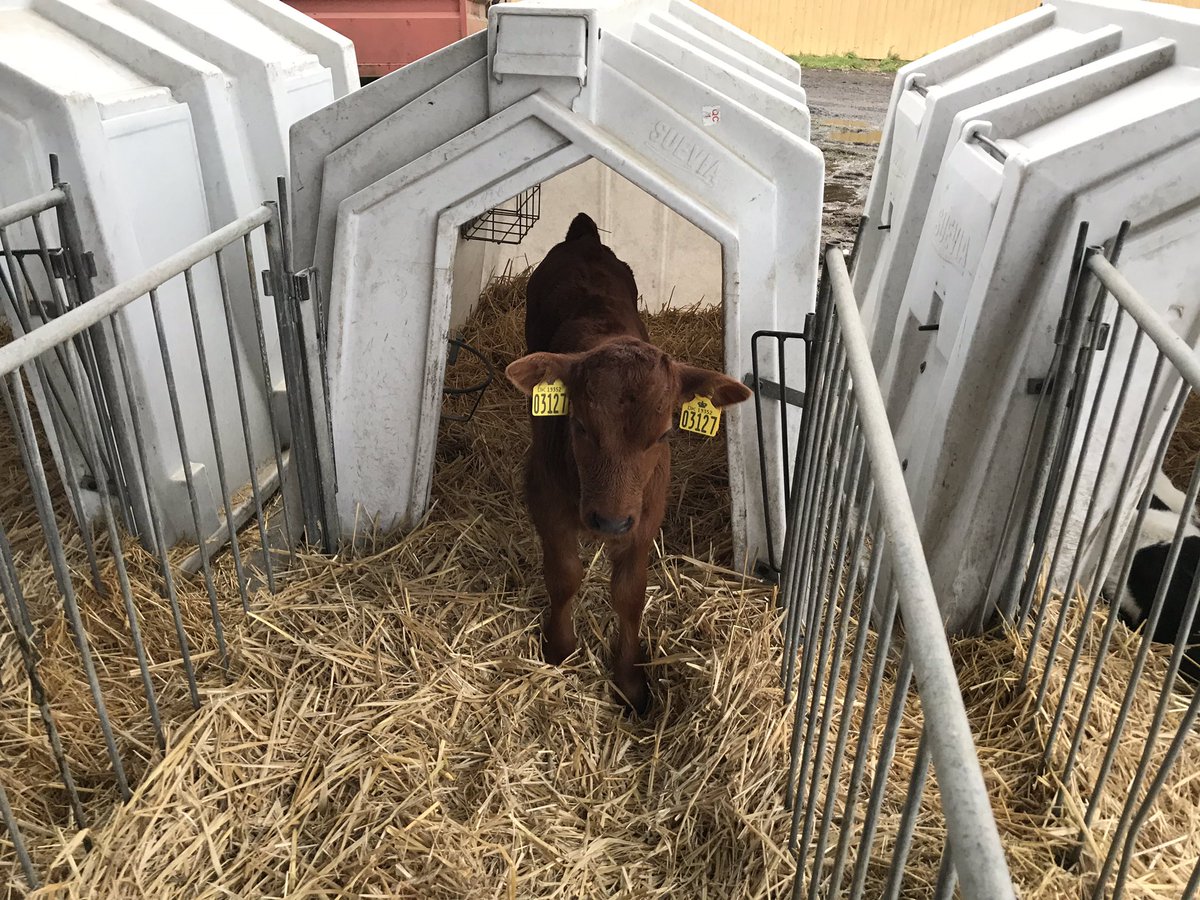Det er fint og synpatisk at sikre elefanterne pension. Men hvorfor vil ministeren ikke se på den ringe støtte til bevaringsarbejdet med udrydningstruede danske husdyr som den røde malkeko? 4 elefanter er åbenbart vigtigere end mange hundrede køer, grise, får, geder mv. Sært...
