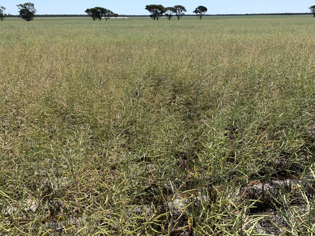 Friendly reminder to open pods and look at seed colour change. Seeing lots of pod colour change without seed changed yet. Varieties vary significantly also. Don’t want to see some of that yield at the end lost by poor timing 👌🏻
