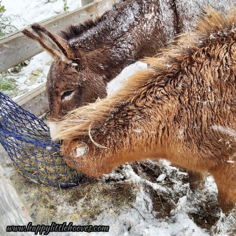 HoovesHappy's tweet photo. Lacey and Puddy sharing from their hay net. I love these slow feeder nets that were donated! So much healthier for our littles. #happylittlehooves #laceythepony #chocolatepuddin #donkey #donkeys #longears #ponyhour #horses #ponies #minihorse #haynets #donation #thankyou #supper https://t.co/UKLKh3CpbD