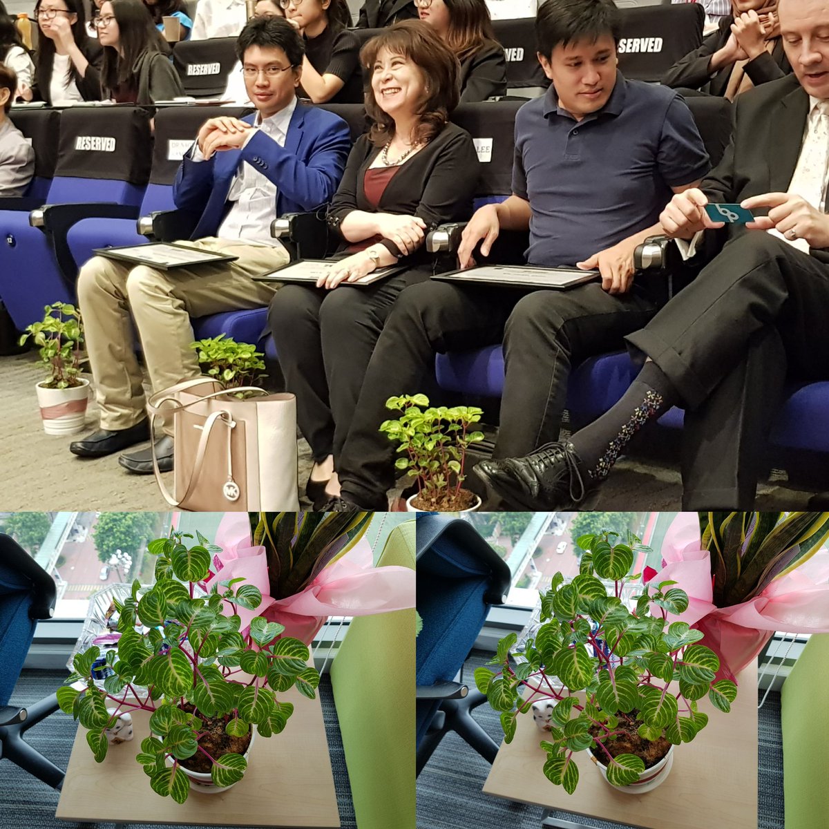 ngbenglean's tweet photo. Checking @tzn9 and @borderpass 's "Iresine Herbstii Aureoreticulata". After 1 month & 3 days, Dr @elee618 's Iresine is growing taller and looks yummy! #greengift ,#sunwaypair https://t.co/HT5jAfKly2