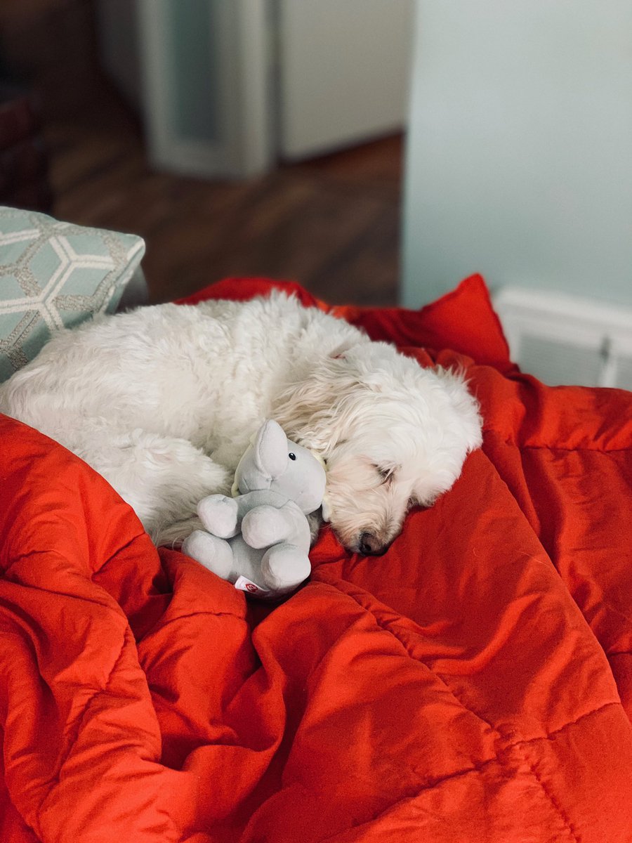 danihainer's tweet image. Chloe and her stuffed elephant fren ❤️