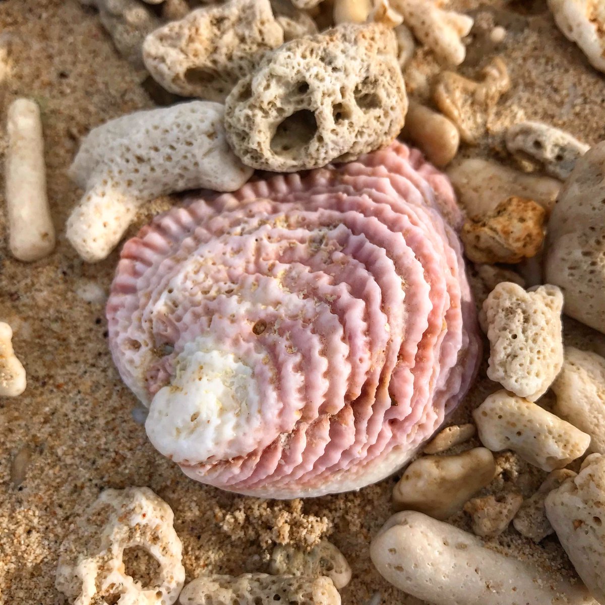 Beach comb.
#leaveonlyfootprints #GreatBarrierReef